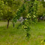 Czarodzieja * Parlin
